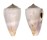 CONIDAE CONUS TROCHULUS shell