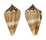 CONIDAE CONUS MUS shell