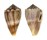 CONIDAE CONUS MUS shell