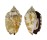 STROMBIDAE STROMBUS PIPUS shell
