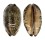 CYPRAEIDAE MAURITIA EGLANTINA shell