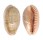 CYPRAEIDAE CYPRAEA CHINENSIS CHINENSIS shell