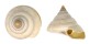 PLEUROTOMARIIDAE PLEUROTOMARIA HIRASEI shell