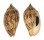 VOLUTIDAE HARPULINA LAPPONICA shell