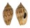 VOLUTIDAE HARPULINA LAPPONICA shell