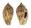 VOLUTIDAE HARPULINA LAPPONICA shell
