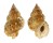 BURSIDAE BURSA GRANULARIS shell