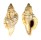 RANELLIDAE CYMATIUM KREBSI shell