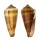 CONIDAE CONUS FURVUS NEOBUXEUS shell
