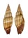 MITRIDAE VEXILLUM JUKESII shell