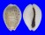 CYPRAEIDAE EROSARIA TURDUS TURDUS shell