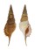 STROMBIDAE RIMELLA POWISI shell