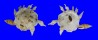 XENOPHORIDAE XENOPHORA PALLIDULA shell