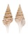 TURRIDAE GEMMULA KIENERI shell