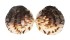 GLYCYMERIDIDAE TUCETONA PECTUNCULUS shell