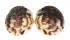 GLYCYMERIDIDAE TUCETONA PECTUNCULUS shell