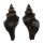 FASCIOLARIIDAE PUGILINA MORIO shell