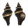 FASCIOLARIIDAE PUGILINA MORIO shell