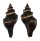 FASCIOLARIIDAE PUGILINA MORIO shell