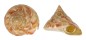 PLEUROTOMARIIDAE PLEUROTOMARIA HIRASEI shell