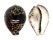 CYPRAEIDAE CYPRAEA TIGRIS IONTHODES shell