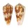 CONIDAE CONUS MOLUCCENSIS shell