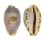 CYPRAEIDAE PALMADUSTA CONTAMINATA shell