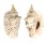 STROMBIDAE STROMBUS LENTIGINOSUS shell