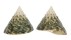 TROCHIDAE TECTUS PYRAMIS shell