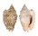 STROMBIDAE STROMBUS AURISDIANAE shell