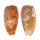 CONIDAE CONUS BULLATUS shell