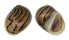 NERITIDAE NERITINA COROMANDELIANA shell