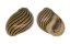 NERITIDAE NERITINA COROMANDELIANA shell