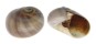 NATICIDAE POLINICES DIDYMA shell