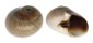 NATICIDAE POLINICES DIDYMA shell