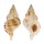 RANELLIDAE SASSIA SEMITORTA shell