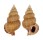 NASSARIIDAE NASSARIA THALASSOMELI shell