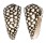 CONIDAE CONUS MARMOREUS shell