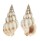 BUCCINIDAE PHOS SENTICOSUS shell