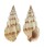 BUCCINIDAE PHOS SENTICOSUS shell