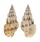 BUCCINIDAE PHOS SENTICOSUS shell