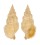 BUCCINIDAE PHOS CRASSUS shell