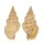 BUCCINIDAE PHOS CRASSUS shell