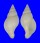 BUCCINIDAE COLUS GRACILIS shell