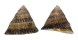 TROCHIDAE TEGULA REGINA shell