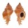 MURICIDAE CHICOMUREX GLORIOSUS shell