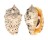 STROMBIDAE STROMBUS LENTIGINOSUS shell