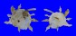 XENOPHORIDAE XENOPHORA PALLIDULA shell
