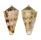 CONIDAE CONUS SPIROFILIS shell