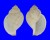 TONNIDAE EUDOLIUM PYRIFORME shell